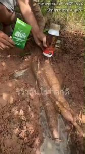 ล้นไร่⭐️สูตรระเบิดหัวมัน⭐️เร่งราก บำรุงใบ เพิ่มผลผลิต 10 กรัมใช้ได้ 20 ไร่