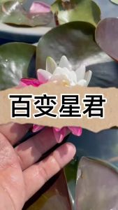 【Sean Planters】Hardy Waterlily Nymphaea Jakkapan 耐寒睡莲 莲花 Pokok Teratai Telepok Pokok Air