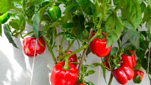 VALUE PACK (20 SEEDS) HYBRID BELL PEPPER/YOLO WONDER/HIGH YIELDING/EASY TO GROW