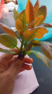 Daun Mete Segar – Herbal Alami untuk Kesehatan & Obat Tradisional