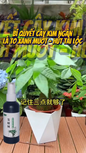 Combo Chăm Sóc Cây Kim Ngân Xanh Lá - Cứu Cây Kim Ngân Chậm Phát Triển Vàng Lá - Kích Rễ Bật Chồi Phục Hồi Cây Yếu
