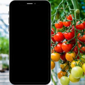 Media Semaian Peatmoss Tanah Khas Untuk Biji Benih / semai pokok Flower Sayuran Cili