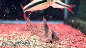 Wotroi Corydoras /Corydoras /Freshwater /Small Tropical Fish 高旗黑点豹鼠 /活鱼 /鼠鱼(Sin Quan Aquaculture Enterprise)