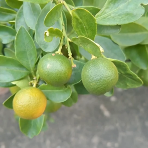 15pcs Kalamansi Seeds | Fresh Citrus Plant | Pangtanim sa Garden o Pot