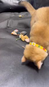 [HACIKO PETSHOP] Mainan Kucing Tangkap Tikus /Mainan Bentuk Tikus Buat Kucing/ Cat Toy Dog toy