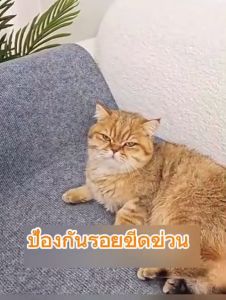พรมป้องกันรอยขีดข่วน พรมปีนป่ายสำหรับแมว รองรับน้ำหนักได้ดี ลับเล็บแมว