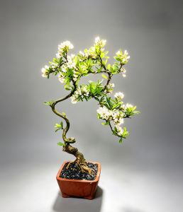 White Flowers Linshan Bonsai With Scent - Twisted trunk green leaves white blossoms terracotta pot T35 White Flowers Linshan Bonsai With Scent白花凌珊盆景