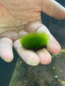 Viên rêu mossball trang trí hồ thuỷ sinh cá cảnh tép rất thích