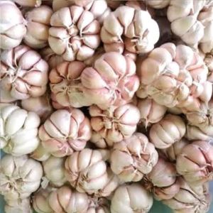 BAWANG PUTIH BERSIH 1KG- 500gram