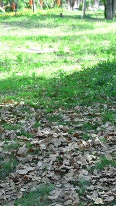 Ghế Xếp Dã Ngoại Cao Cấp Tựa Lưng Thấp thiết kế dáng ngồi Thoải Mái Gọn Nhẹ Đẳng Cấp - SGTOOLS