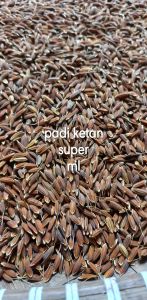 jual padi ketan putih super 500 gram