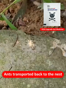 ✈️24-hour delivery✈️  ant killer powder  no ants within 300㎡ ant killer bait ant powder delivery ant killer ant bait ant poison 蚂蚁药  ant repellent  anti ants ant trap
