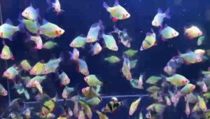 Neon Green Tiger Barb Fish / Freshwater / 荧光青虎