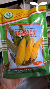 BENIH JAGUNG MANIS HIBRIDA F1 PARAGON PERTIWI