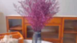 60G CASPIA Limonium Dried Dry Preserved Artificial Flower Bouquet Living Room Home Decor Decoration Bunga Hiasan