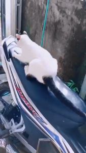 Cover Sarung Jok Motor Anti Cakar Kucing Bahan Waterproof Untuk Motor Beat Vario Scoopy Vario PCX