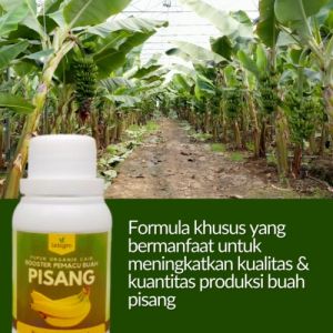 Pupuk Penyubur Pohon Pisang / Pupuk Booster Pelebat Buah Pisang / Pupuk Pembesar Buah Tanaman Pisang