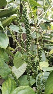 Daun Lada Segar / Daun Sahang Segar / Daun Merica Segar 100% Alami