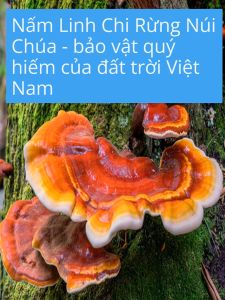 Nấm Linh Chi Rừng_giúp hồi xuân bồi bổ khí huyết da dẻ hồng hào  tươi nhuận  trí tuệ minh mẫn.