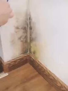 Good helper！！ Mold and mildew remover 500ML Mold remover cleaner black mold remover tiles cleaner stain remover