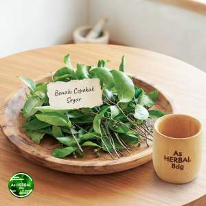 Benalu cepokak benalu takokak segar 500 gram-az