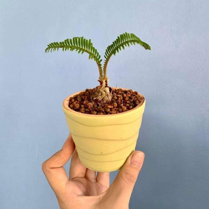 TSNursery [Sago Palm - Cycas Revoluta - Pakis Cycas Bonsai ]  [Size:S/M/L] | Lazada