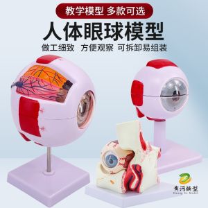 6x Magnified Human Eye Model Anatomical Teaching Model of Eye Structure for Medical And Health Toys for Ages 14 And up