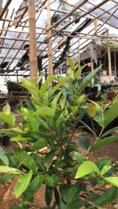 Bibit tanaman pohon salam sayur rimbun |pohon salam sayur rimbun tinggi 50-60cm