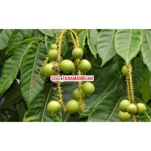 Bibit Matoa Jumbo Cangkok Super Unggul Cepat Berbuah