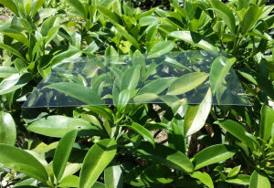 Inkjet Printing Plate Making Film Crystal Fully Transparent Milky White A4 High Transparent Double Adhesive Tape Pet Gold Foil Printing Material