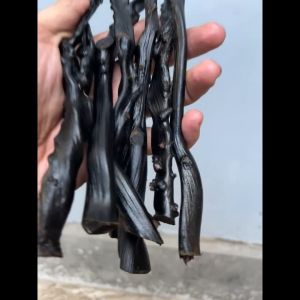 Bahan Akar Bahar Hitam Superan Ukuran Kelingking