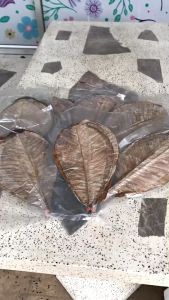 ใบโฮบะตากแห้ง (ยกแพ็ค 20 ใบ) ใช้สำหรับรองอาหารญี่ปุ่น ซูชิ หรือใช้ปิ้งอาหาร