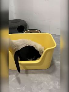 50cm Large Space Cat Litter Box with Scoop Kitten Litter Box Cat Toilet Anti Splashing Deodorization