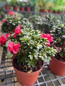 #ดอกอาซาเลีย 🌷🌸 #กุหลาบพันปี 🌸🌷 ดอกสวยหวาน ใจละลาย งามจนหลง