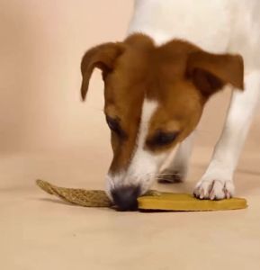 GiGwi GumGum - Chewing Dog Toy with Eco Friendly Cotton Strap