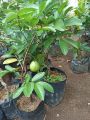 jambu getas merah siap buah. 