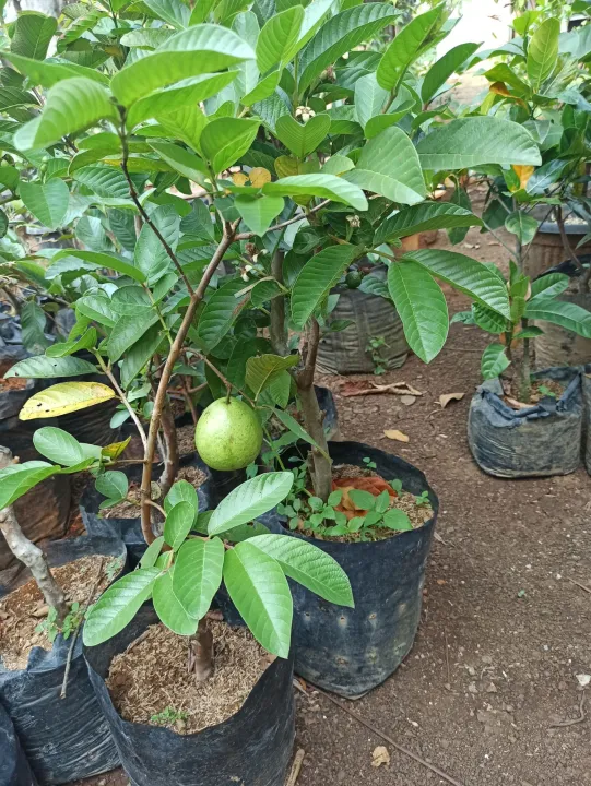 jambu%20getas%20merah%20siap%20buah%20-%20Image%204