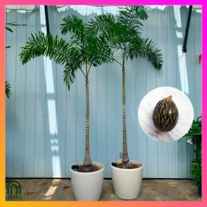 SeedsPLAZA™ - Foxtail Dwarf Palm Tree Seeds for Planting Palms (5 Seed) Organic Plants Bonsai Plants