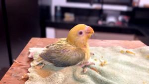 Hand feeding Formula for all baby birds parrot