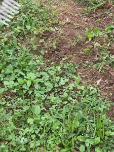 Weeding Rake & Steel Farm Tool: A Comprehensive Guide