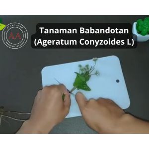 obat alami asam lambung naik kepala pusing daun babadotan organik segar mengobati asam lambung naik