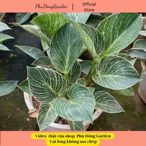 Cây Trầu Bà Kim Cương để bàn 3 thân | Cây phong thủy mini để bàn Lỗi 1 đổi 1 Thu hút ánh nhìn Mang lại may mắn