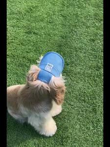 Dog Hat with Ear Holes Adjustable Baseball Cap for small medium dogs Sun Hat Outdoor Hiking Pet Hat Dog Accessories