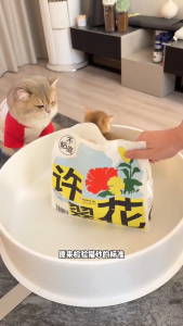 Cuihua Xu cassava plant composite cat litter deodorization 2.5kg 许翠花 植物猫砂