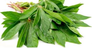 DAUN SINGKONG SEGAR PER IKET TERMURAH