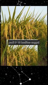 BENIH PADI IF16 KUALITAS UNGGUL Kemasan 1kg