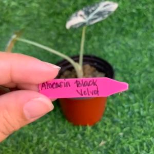 "Plant Tag/Plant Maker/Plastic High-Quality Multicolor Durable