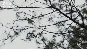 MOUNTAINHIKER 1.1L Aluminum Alloy Camping Kettle Ultralight Camping Outdoor Picnic Portable Tea Coffee Kettle