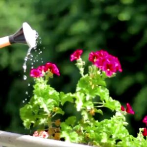 โอโมนพรีเมี่ยม O-mon ส่งฟรี อาหารพืชโดยเฉพาะ ใช้ได้ดีกับต้นไม้ทุกชนิด ไม้ดอก ไม้ประดับ พืชสวนครัว ดอกออกสวย