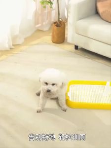 Durable & Portable Dog Training Potty: A Comprehensive Guide